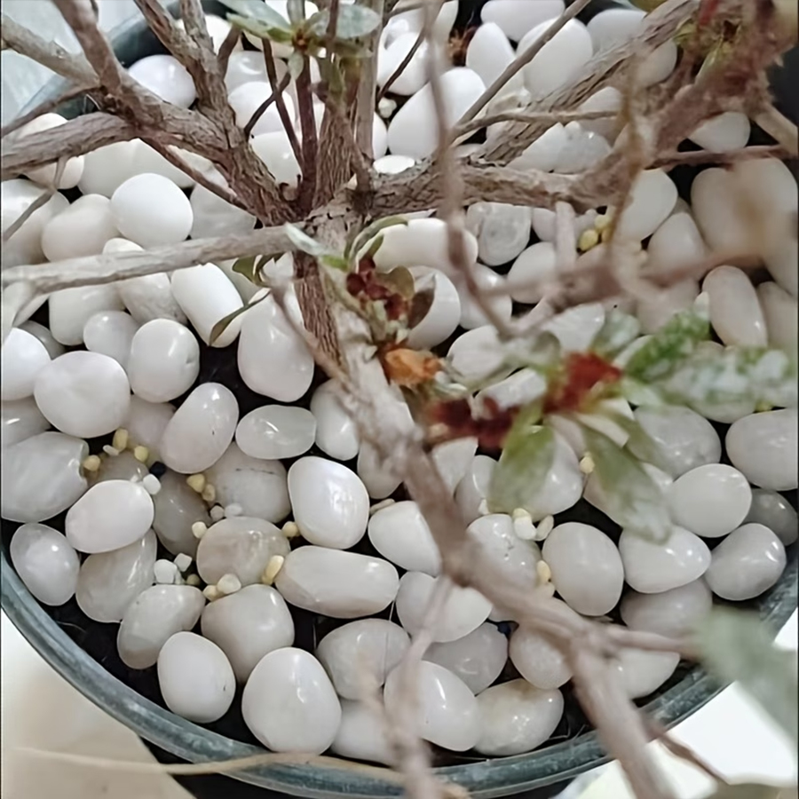 300/600g Polished White Pebble - Plant Parenting 评论和价格