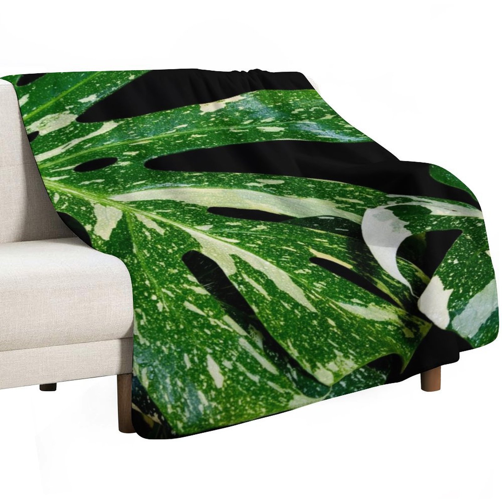 Monstera Thai Constellation Th - Monstera Thai Constellation 评论和价格