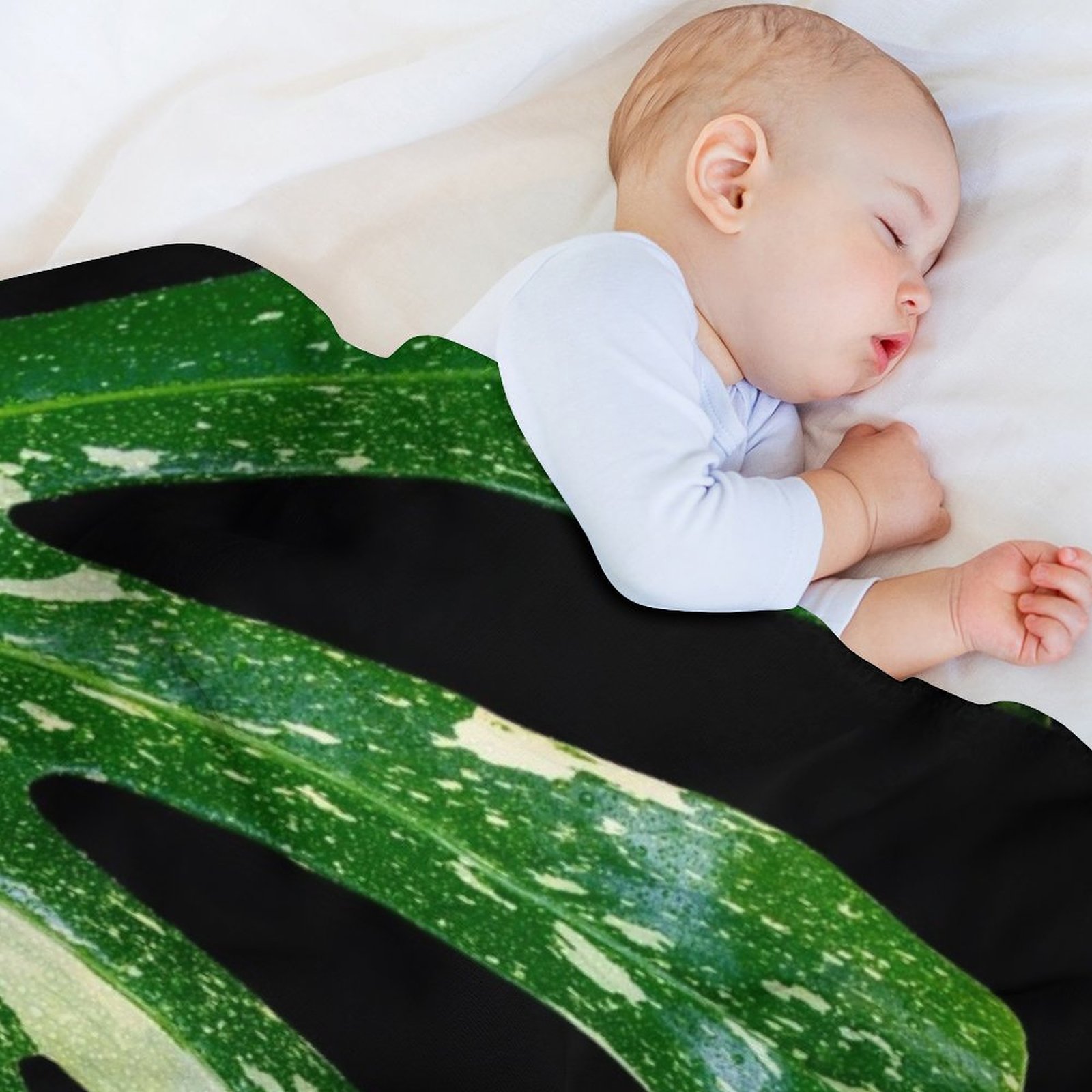 Monstera Thai Constellation Th - Monstera Thai Constellation 评论和价格